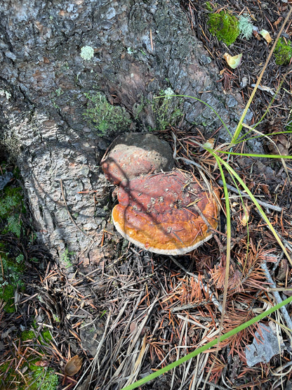 6/4 Intro to Foraging 5:30-8 PM