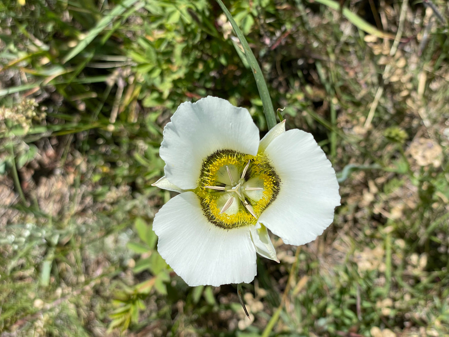 6/26 Plant Walk and Activity with Wild Food Girl