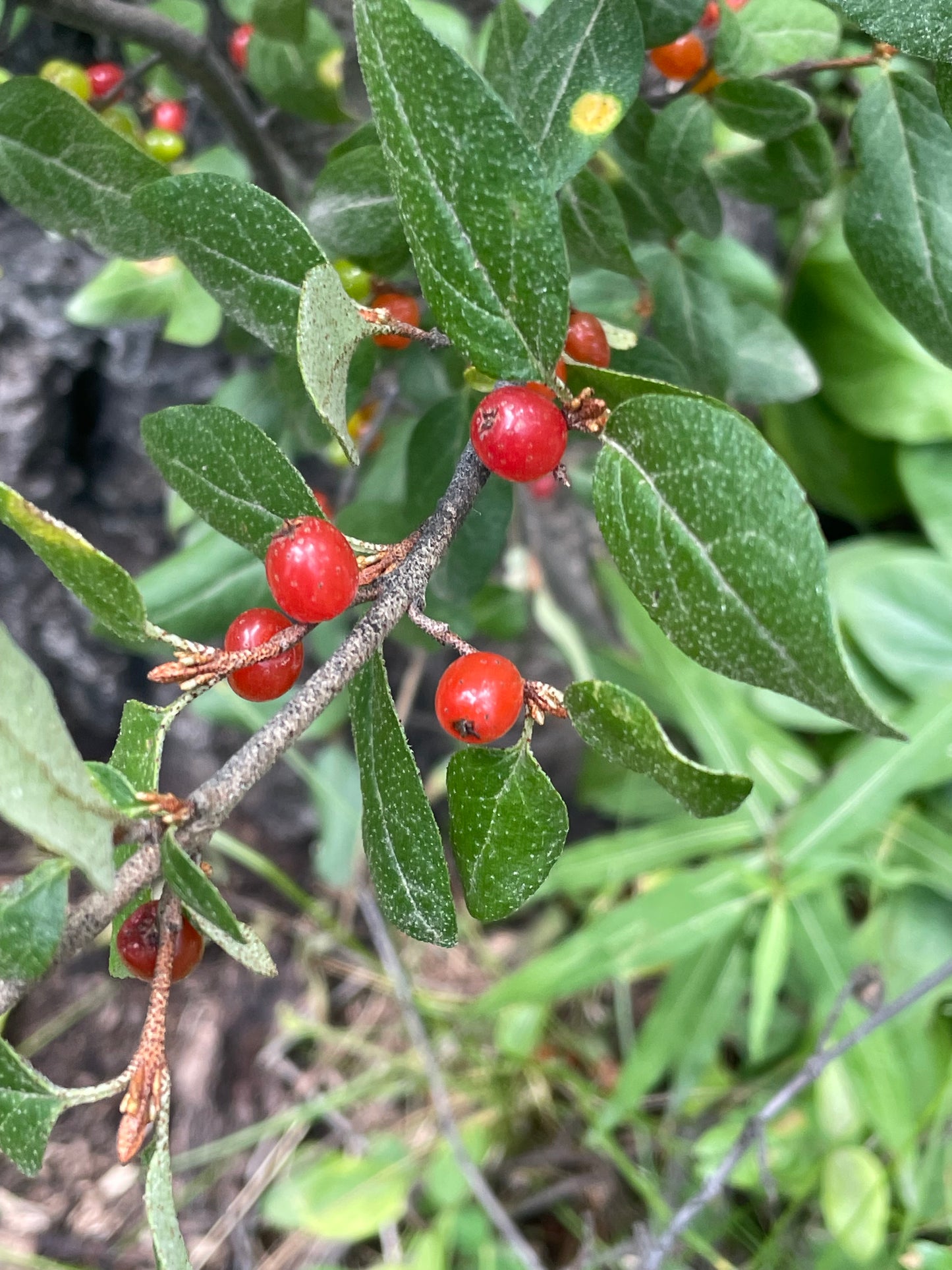 9/16 Intro to Foraging