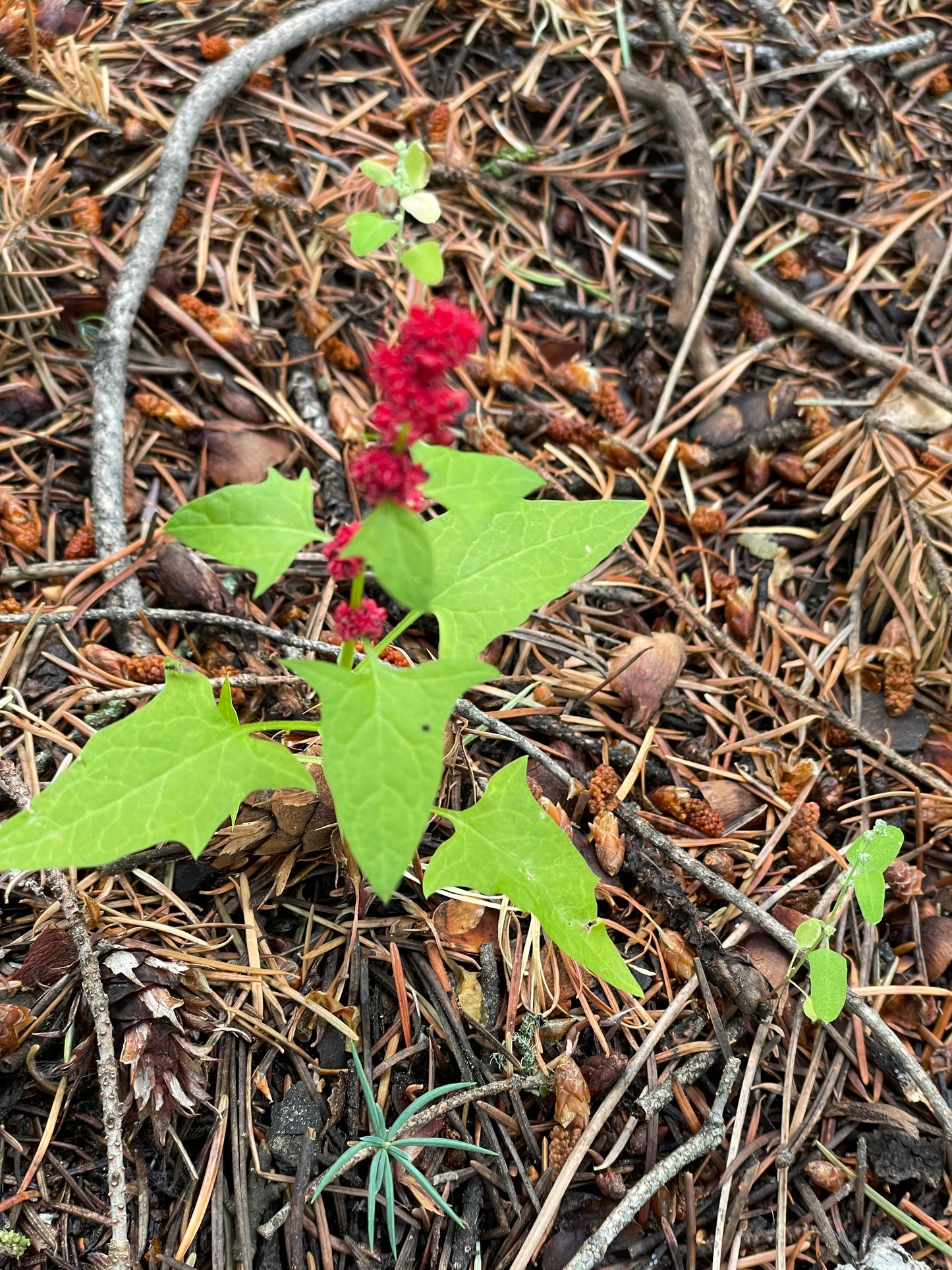 9/16 Intro to Foraging