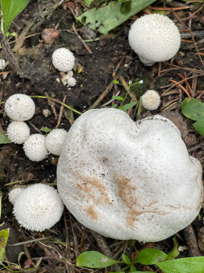 6/4 Intro to Foraging 5:30-8 PM