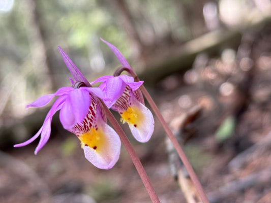 6/26 Plant Walk and Activity with Wild Food Girl