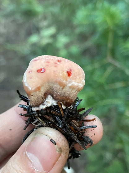 6/4 Intro to Foraging 5:30-8 PM