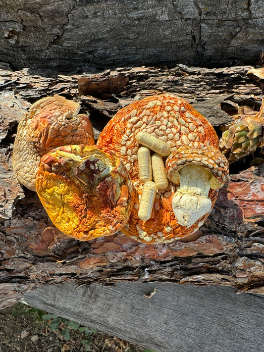 Dried Amanita Muscaria Caps