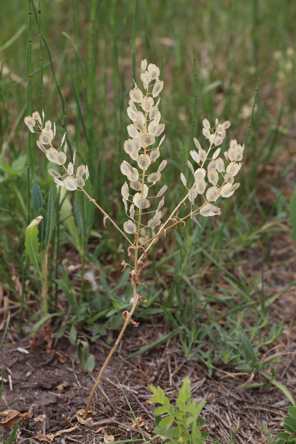 6/26 Plant Walk and Activity with Wild Food Girl