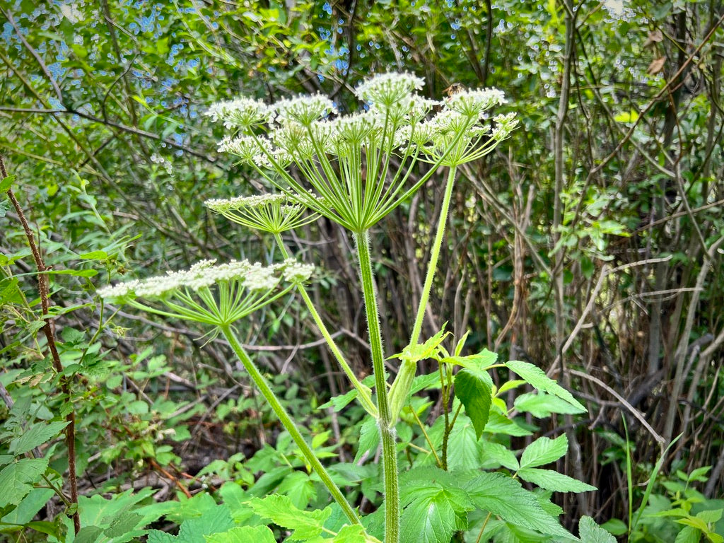 6/26 Plant Walk and Activity with Wild Food Girl