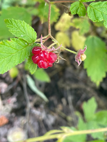 6/4 Intro to Foraging 5:30-8 PM