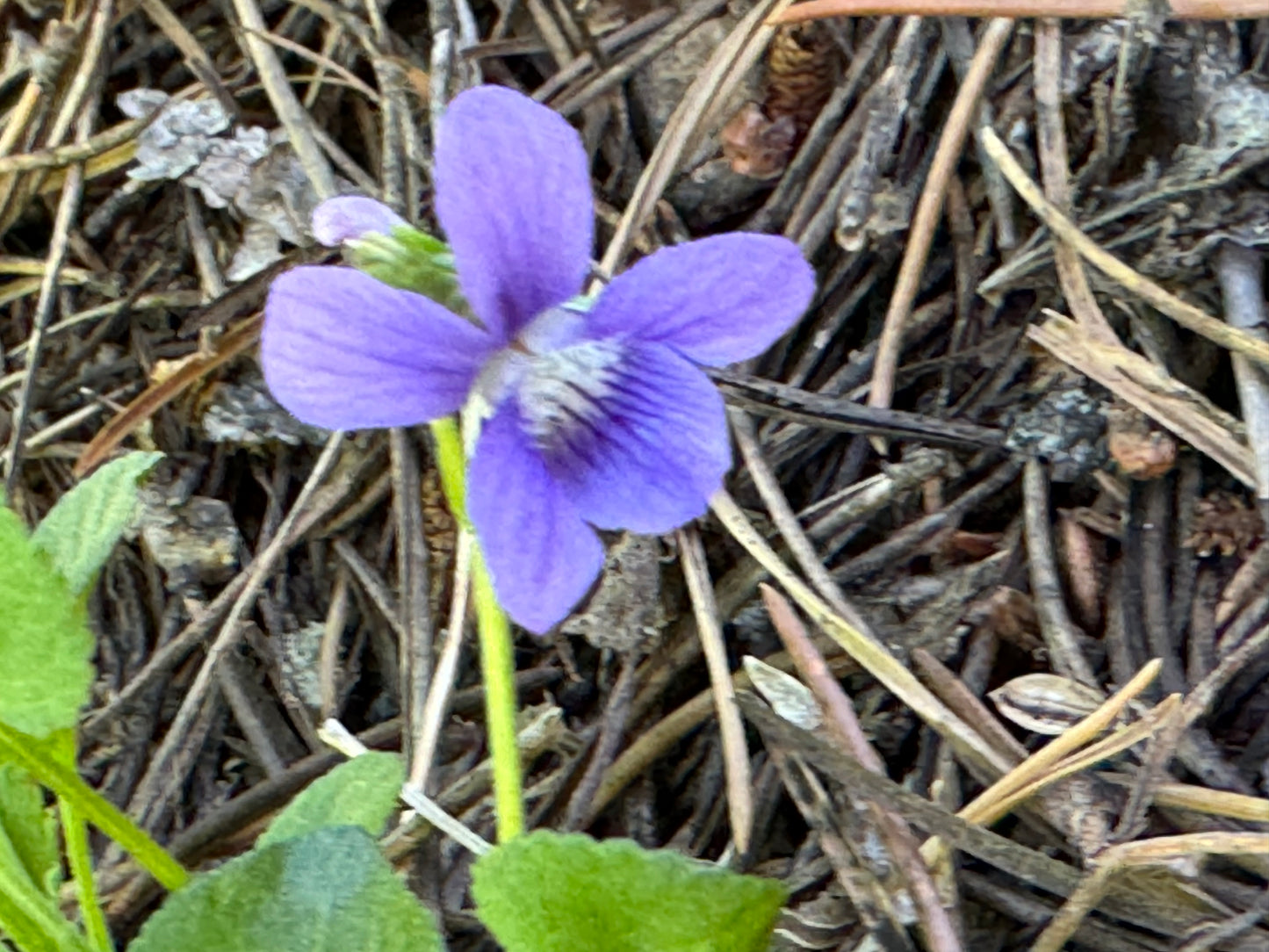 6/26 Plant Walk and Activity with Wild Food Girl