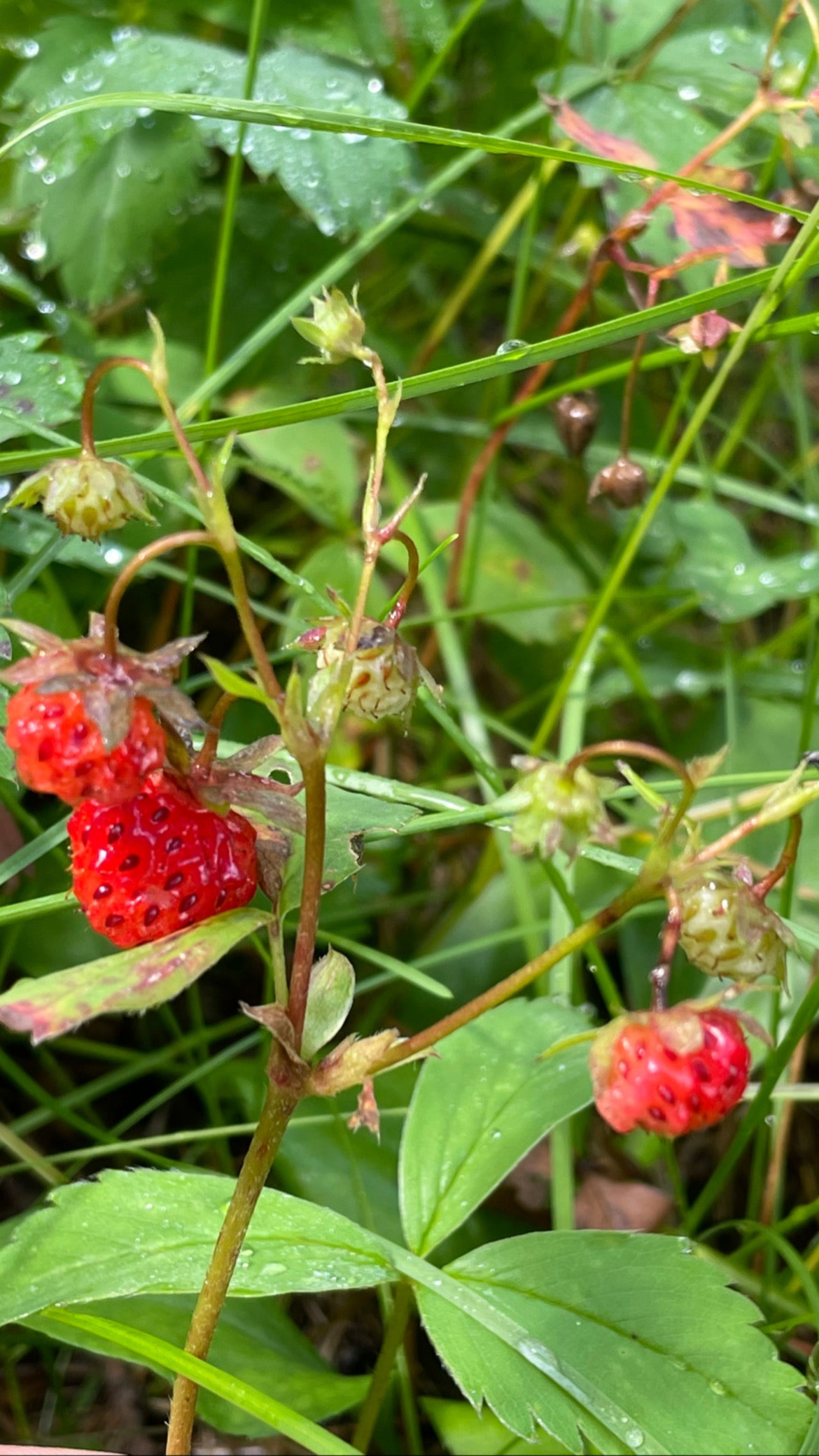 9/16 Intro to Foraging