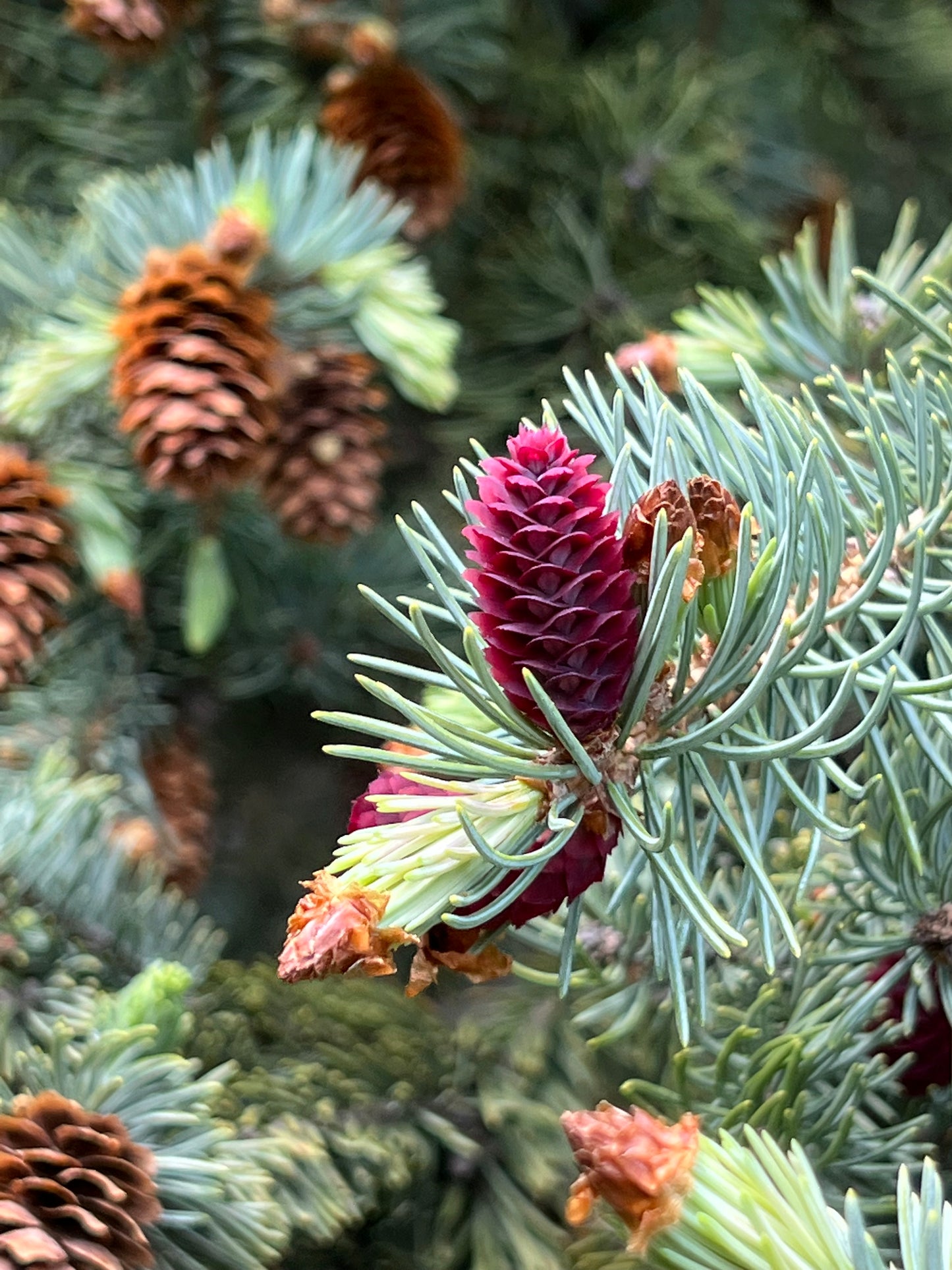 6/19, 6/23 Intro to Conifers and Syrup Making