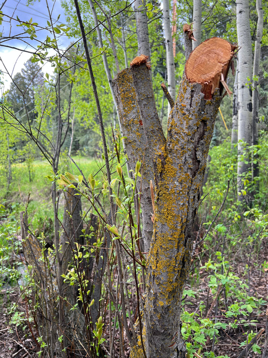 5/12, 5/15 Clean Up and Fire Mitigation at Lucky Ranch