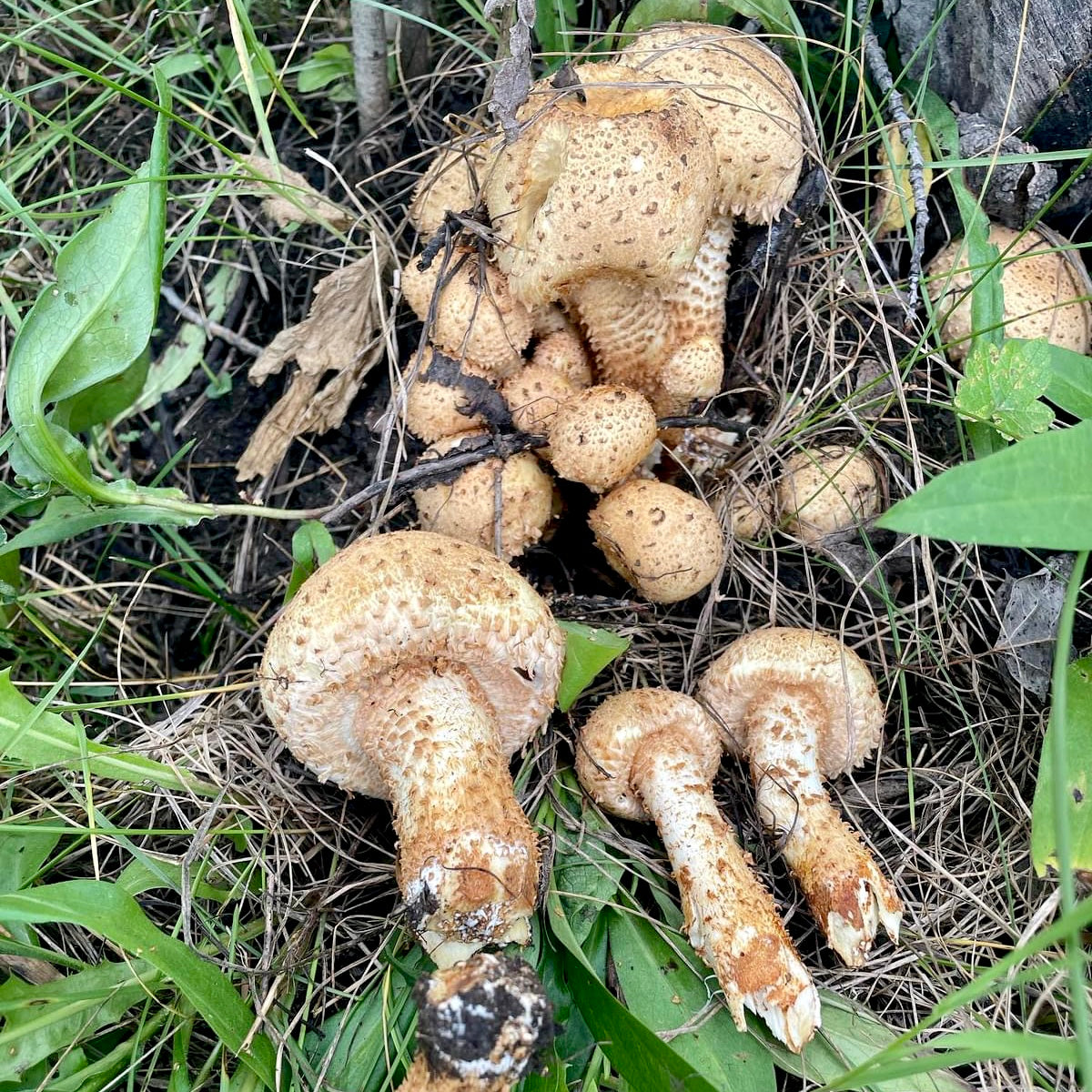 8/20 Wild Mushroom Foray and Identification with Josh Vogeler