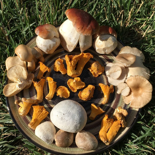 7/26 Wild Mushroom Foray and Identification with Josh Vogeler