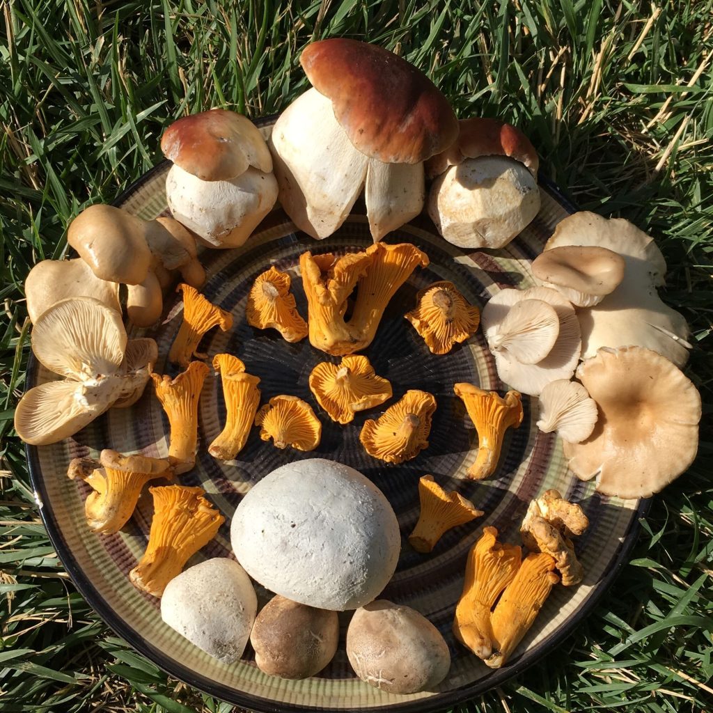 9/8 Wild Mushroom Foray with Josh Vogeler – Lucky Ranch Foraging Co.