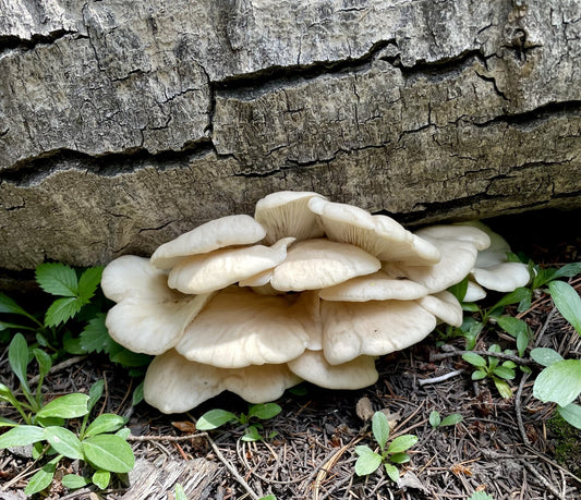 6/9 Mushroom Cultivation Workshop