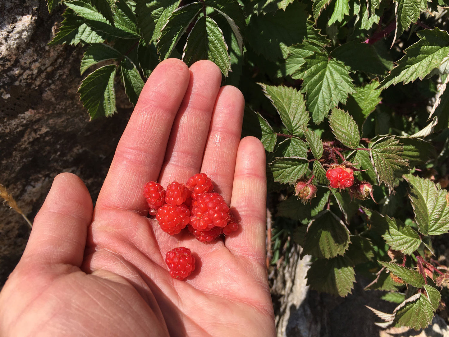 7/24 Afternoon Plant Walk and Foraging with Wild Food Girl